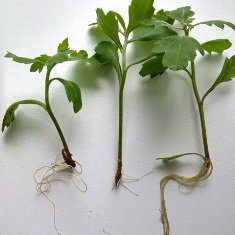 Hogyan növekszik szobanövények