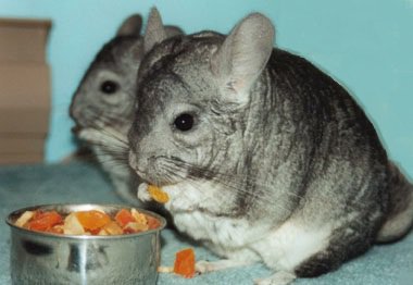 A csincsilla megeszi A csincsilla megeszi