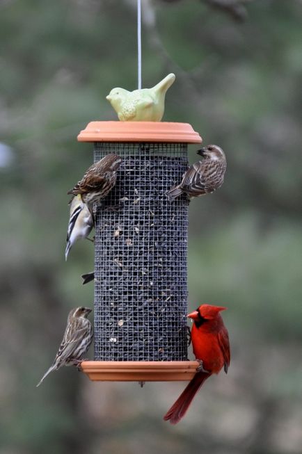 Mi a táplálkozás során a madarak