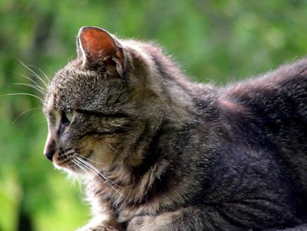 Cat tönkremegy Cat tönkremegy