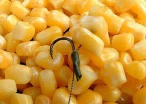 Hogyan lehet elkapni ponty kukoricán