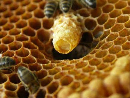 Mi méhpempő