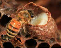 Mi méhpempő