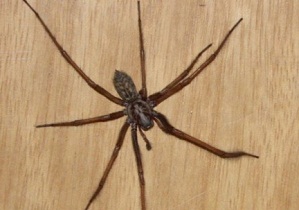 Mi úgy tűnik, egy pók a házban