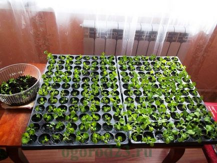 Mi a növény Petunia Mi a növény Petunia