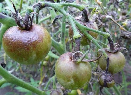 Megfeketedik a gyümölcs a paradicsom