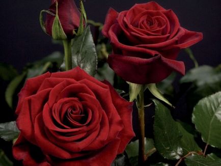 Roses minőségű fekete mágia