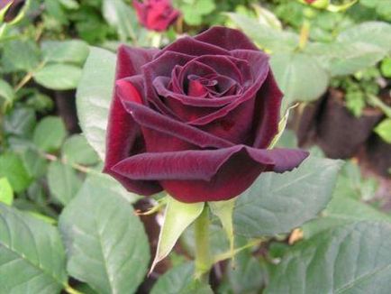 Roses minőségű fekete mágia