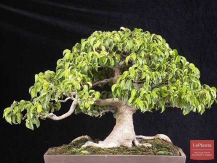 Bonsai, amit