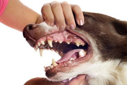 Amikor a fogak kihullanak a kutyák