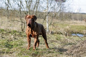 Adok fajtatiszta kutya Adok fajtatiszta kutya