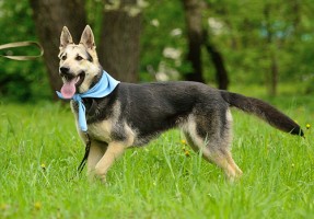 Adok fajtatiszta kutya Adok fajtatiszta kutya