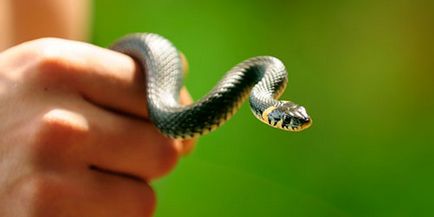 Miért fogás kígyók