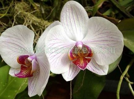 Mi a teendő, ha elszáradt orchidea
