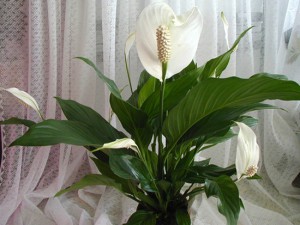 Hogyan Care Spathiphyllum Hogyan Care Spathiphyllum