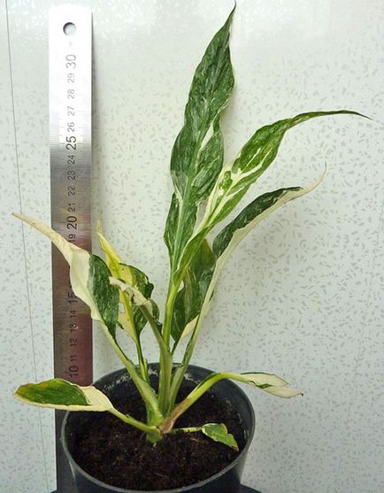 Hogyan Care Spathiphyllum