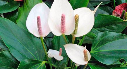 Hogyan Care Spathiphyllum