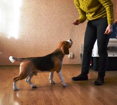 Állvány a kutya Állvány a kutya