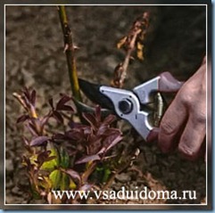 Hogyan segíthet a rózsa Hogyan segíthet a rózsa
