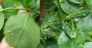 Mint rózsa hernyók Mint rózsa hernyók