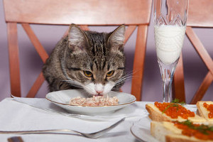 Mi eszik egy macska