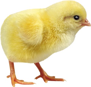 Talányok körülbelül csirke Talányok körülbelül csirke