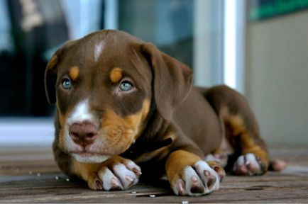 20 Szokatlan hibrid kutyák, amelyek azt mutatják, hogy a kutyák is aranyos, hogy zavarja, umkra