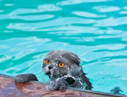 26 Vicces macskák, akik szeretnek úszni