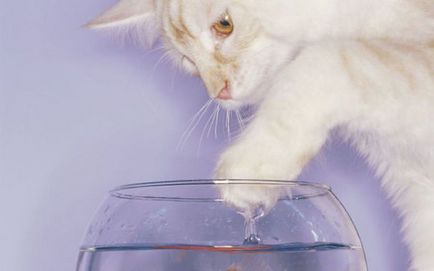 26 Vicces macskák, akik szeretnek úszni