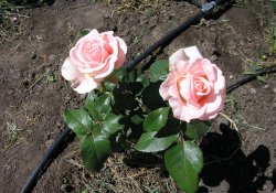7 Titkok öntözés a rózsák