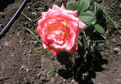 7 Titkok öntözés a rózsák