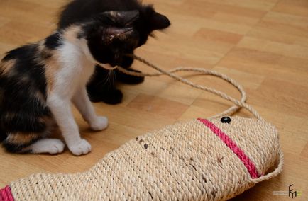 7 Ways, hogy milyen gyorsan elválasztott gyerek macska karcolás a bútorok egyszer és mindenkorra