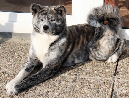 Akita Inu kutya fotó, ár, fajta leírás, képességgel, video - én watchdog