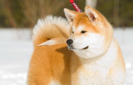 Akita Inu kutya fotó, ár, fajta leírás, képességgel, video - én watchdog