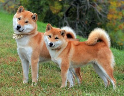 Akita Inu kutya fotó, ár, fajta leírás, képességgel, video - én watchdog