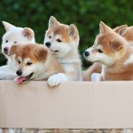 Akita Inu kutya fotó, ár, fajta leírás, képességgel, video - én watchdog