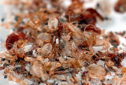 Allergiás a csípése poloska, hogy ez veszélyes, és hogyan kell kezelni azt (allergia) Függetlenül attól, hogy az allergia a csípése poloska, veszélyes és hogyan kell kezelni