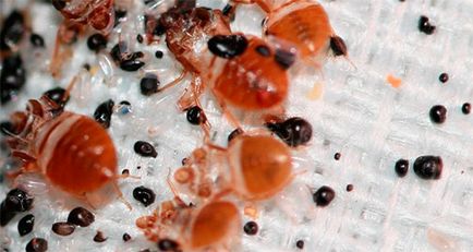 Allergiás a csípése poloska, hogy ez veszélyes, és hogyan kell kezelni azt (veszélyes) Függetlenül attól, hogy az allergia a csípése poloska, veszélyes és hogyan kell kezelni