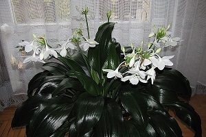 Amazon liliom fotó jellemzői a termesztés, ápolási otthon, miért ne Lily virágzik szobában