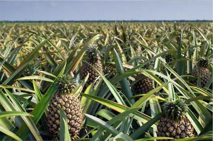 Ananász - egy bogyó vagy gyümölcs leírása és hasznos tulajdonságai ananász