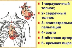 Aorta szívbetegségek tünetek és a kezelés