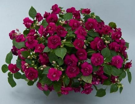 Impatiens - virág terem haza, leírás, fényképek (Impatiens virág fotó) Impatiens - virág terem haza, leírás, fotó