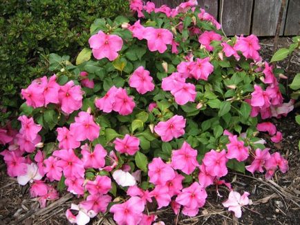 Impatiens - virág terem haza, leírás, fényképek (szoba) Impatiens - virág terem haza, leírás, fotó