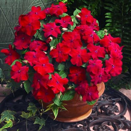 Impatiens - virág terem haza, leírás, fényképek (Impatiens fotó hálószoba) Impatiens - virág terem haza, leírás, fotó