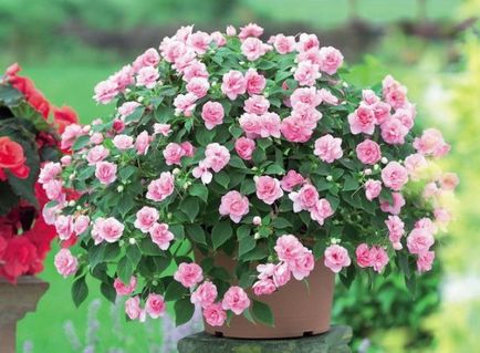 Impatiens - virág terem haza, leírás, fényképek (Impatiens it) Impatiens - virág terem haza, leírás, fotó