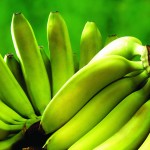 Banán leírás, típusú, kalória, előnyös tulajdonságokkal (fotók)