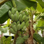 Banán leírás, típusú, kalória, előnyös tulajdonságokkal (fotók)