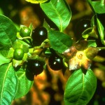 Belladonna (belladonna) - leírása, tulajdonságok és az alkalmazás (tulajdonságok) Belladonna (belladonna) - leírása, tulajdonságai és alkalmazása