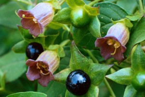 Belladonna (belladonna) - leírása, tulajdonságok és az alkalmazás (évelő gyógynövény) Belladonna (belladonna) - leírása, tulajdonságai és alkalmazása