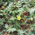 Belladonna (belladonna) - leírás, tulajdonságok és alkalmazás (gyógynövény család) Belladonna (belladonna) - leírása, tulajdonságai és alkalmazása